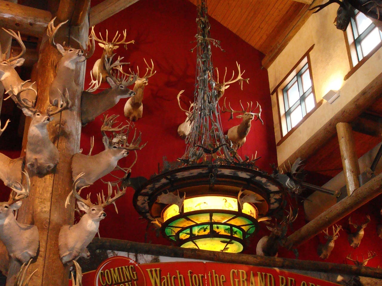 La relación entre la taxidermia y el mundo de la carne